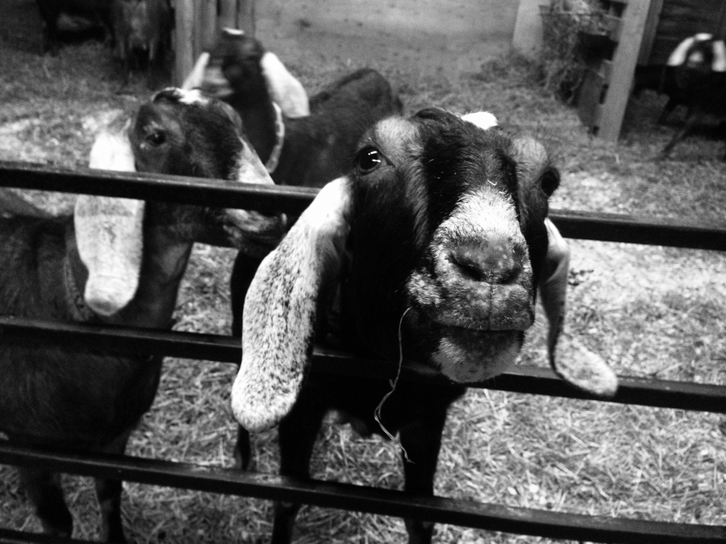 Daily Goat 2/11/2016