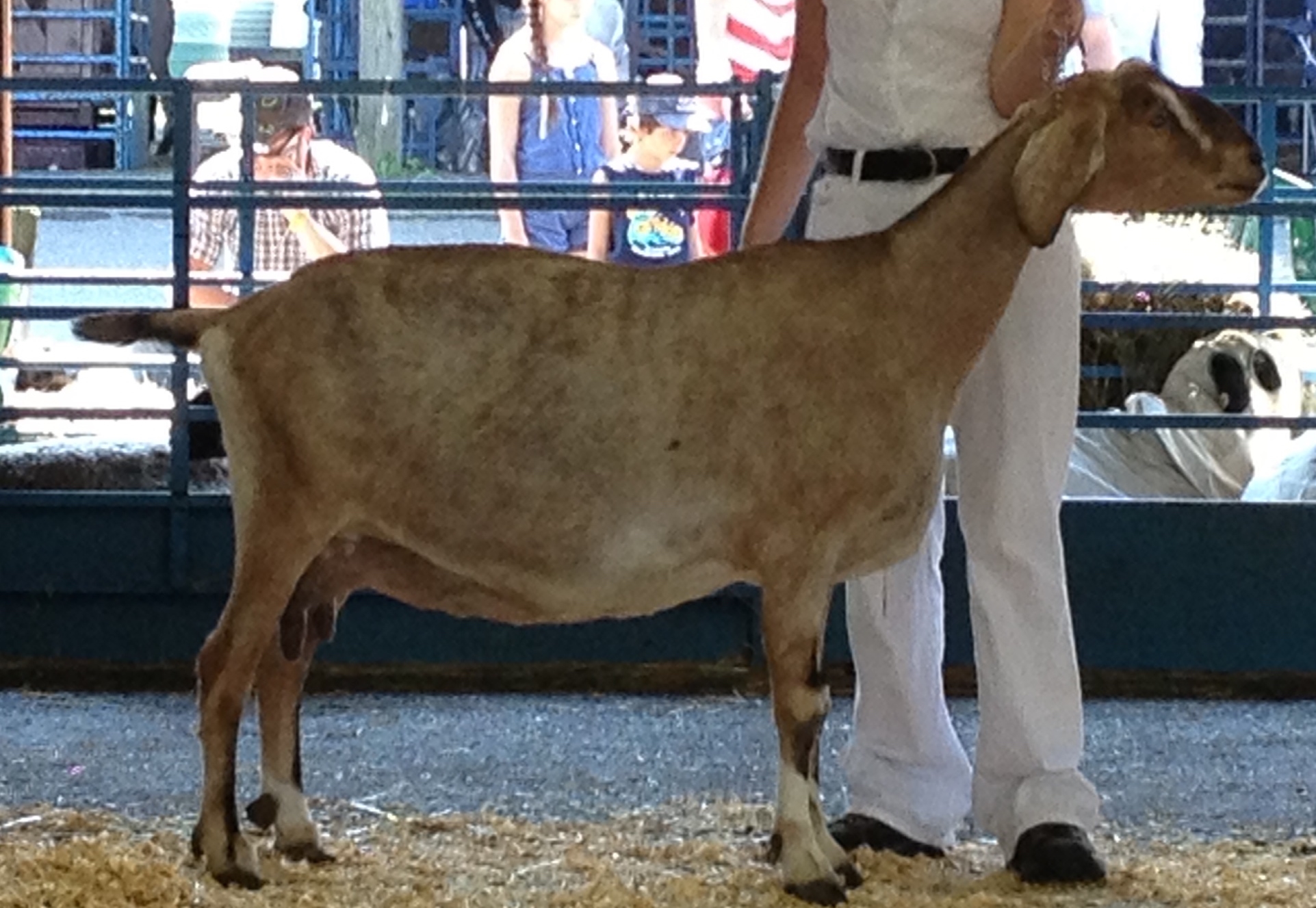 Daily Goat 2/15/2016