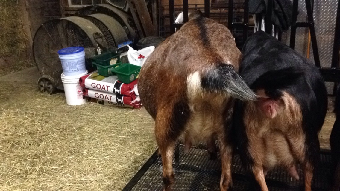 Daily Goat 2/20/2016