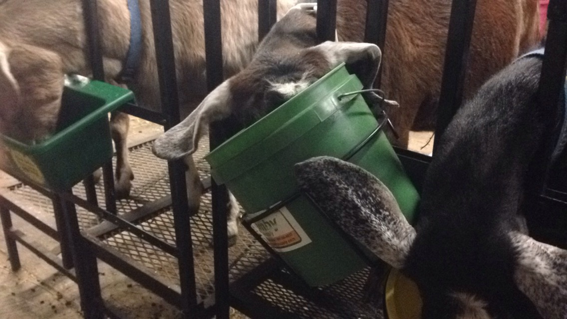 Daily Goat 2/23/2016