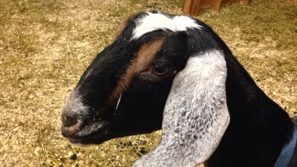 Daily Goat 2/25/2016
