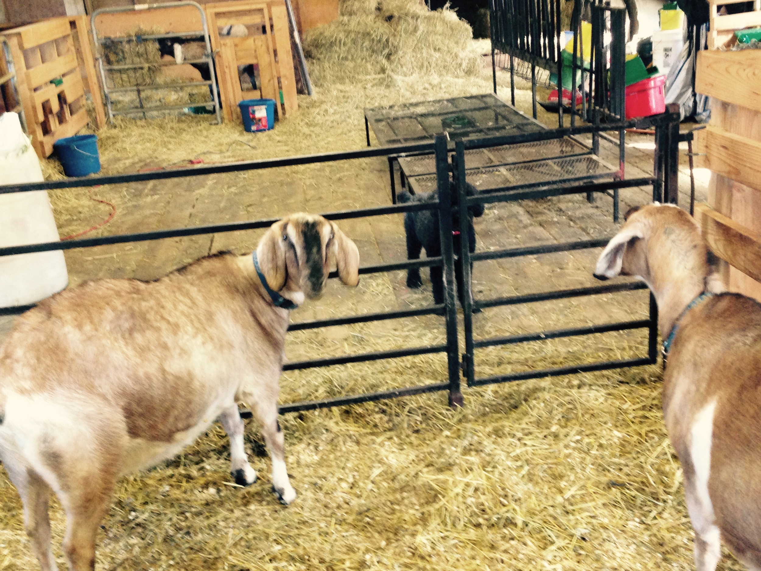 Daily Goat 2/27/2016