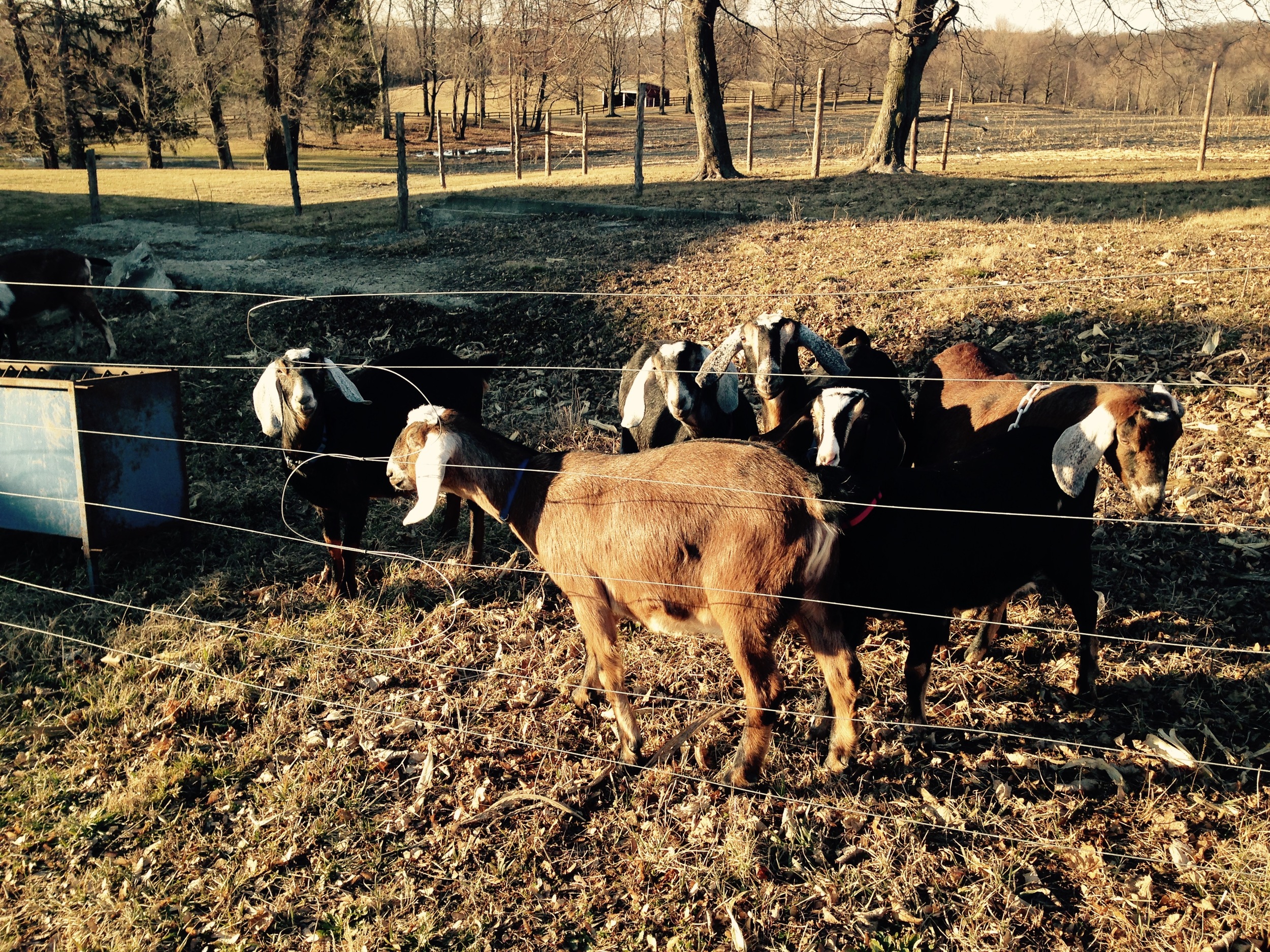 Daily Goat 2/28/2016