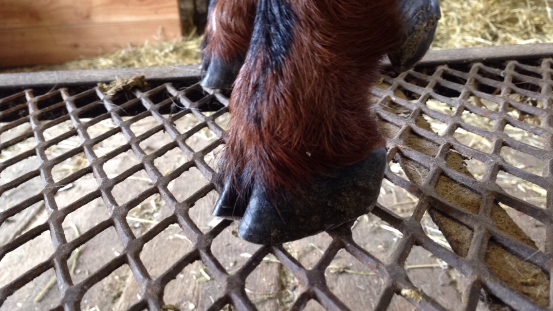 Daily Goat 3/2/2016