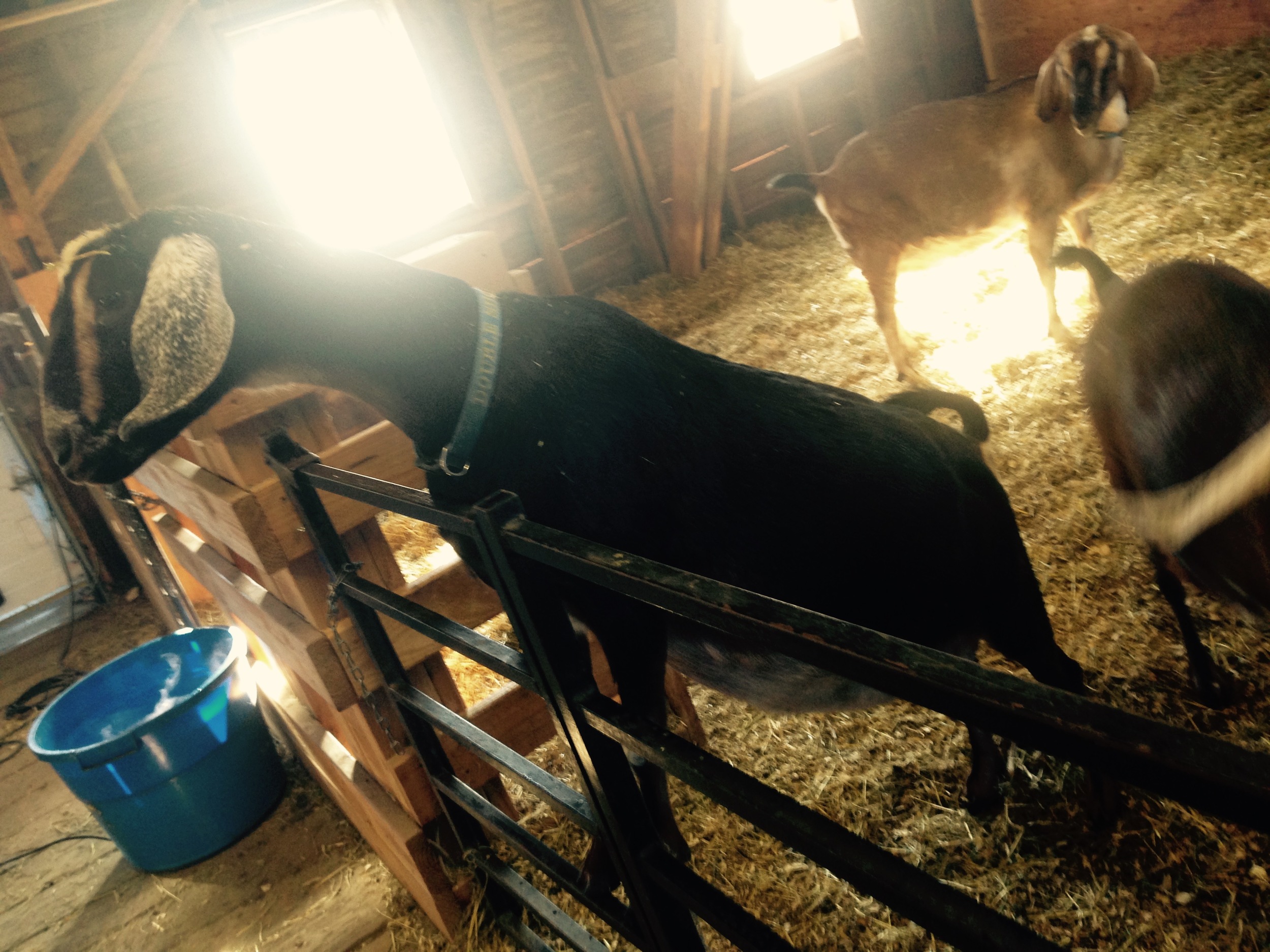 Daily Goat 3/7/2016