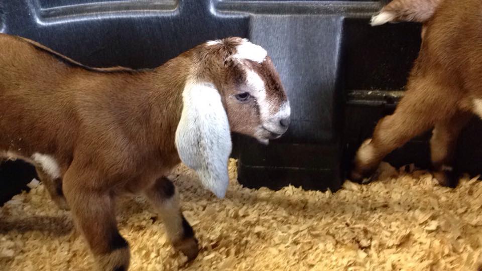 Daily Goat 3/13/2016