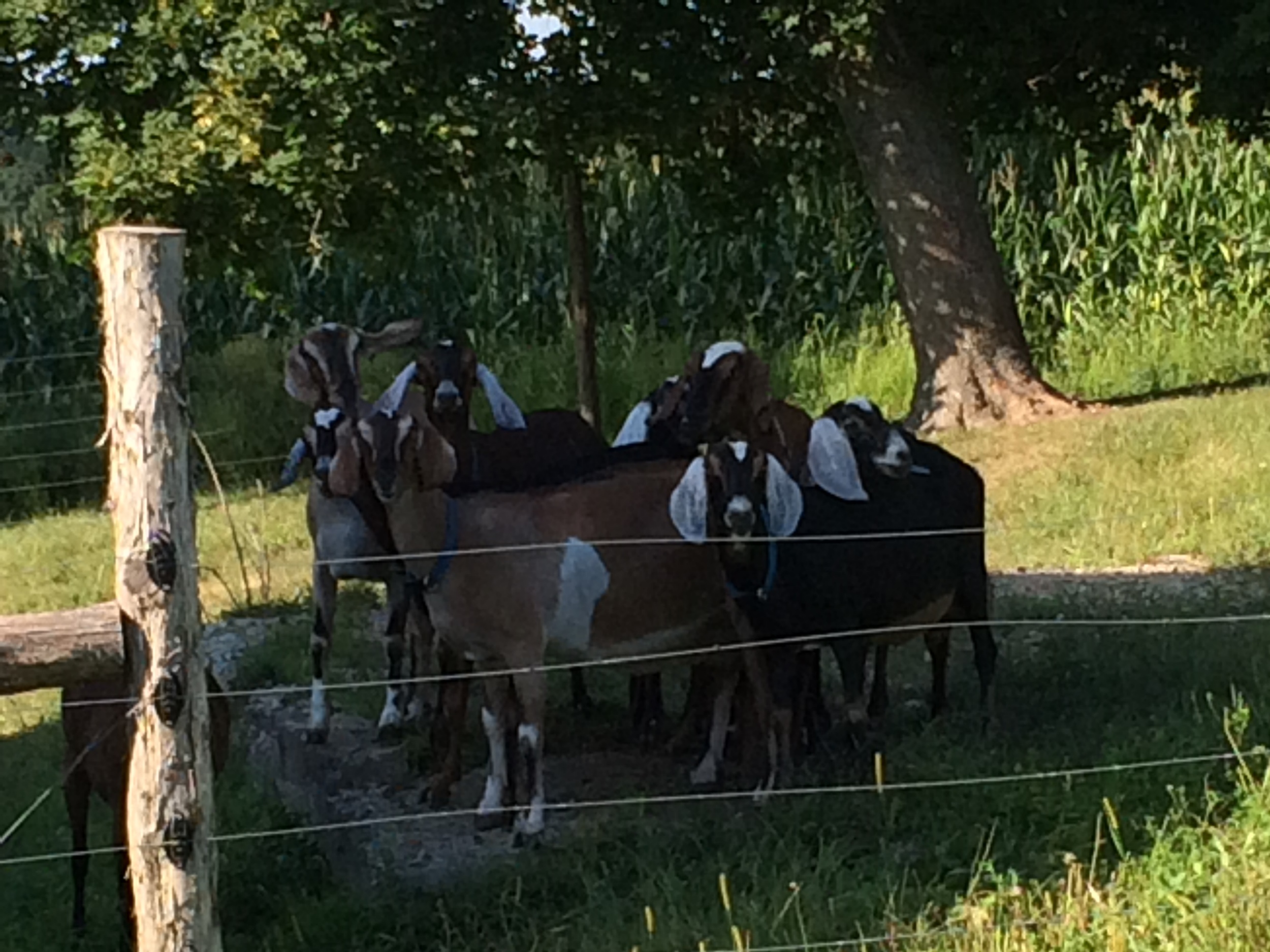Daily Goat 3/14/2016