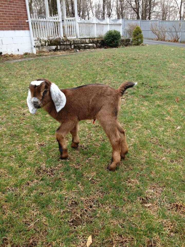 Daily Goat 3/15/2016