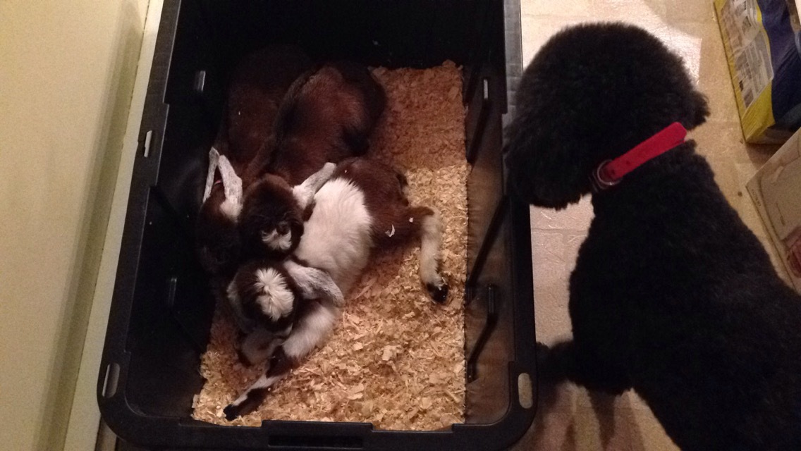 Daily Goat 3/18/2016