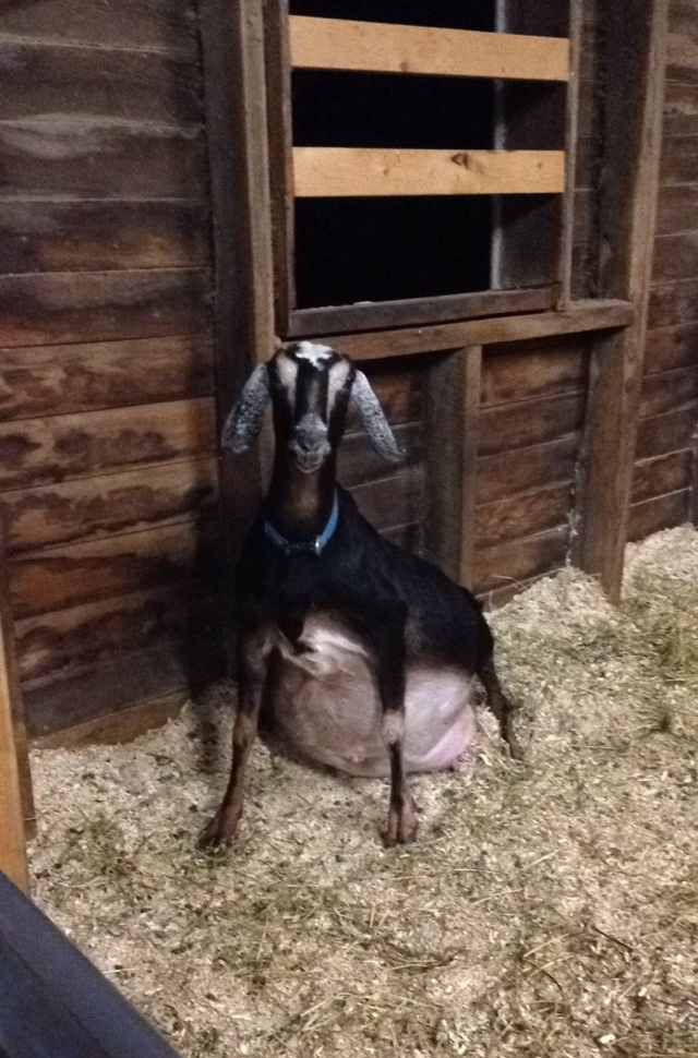 Daily Goat 3/19/2016