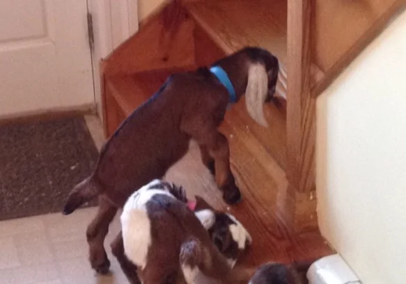 Daily Goat 3/20/2016