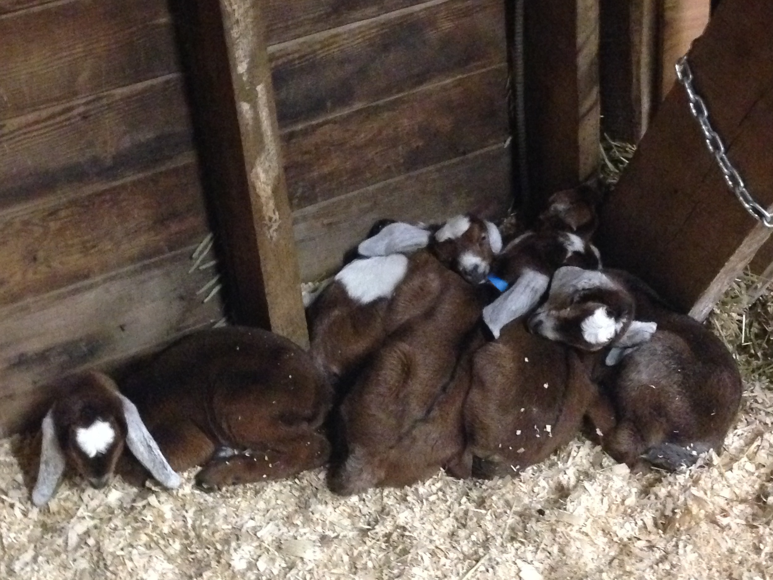 Daily Goat 3/23/2016