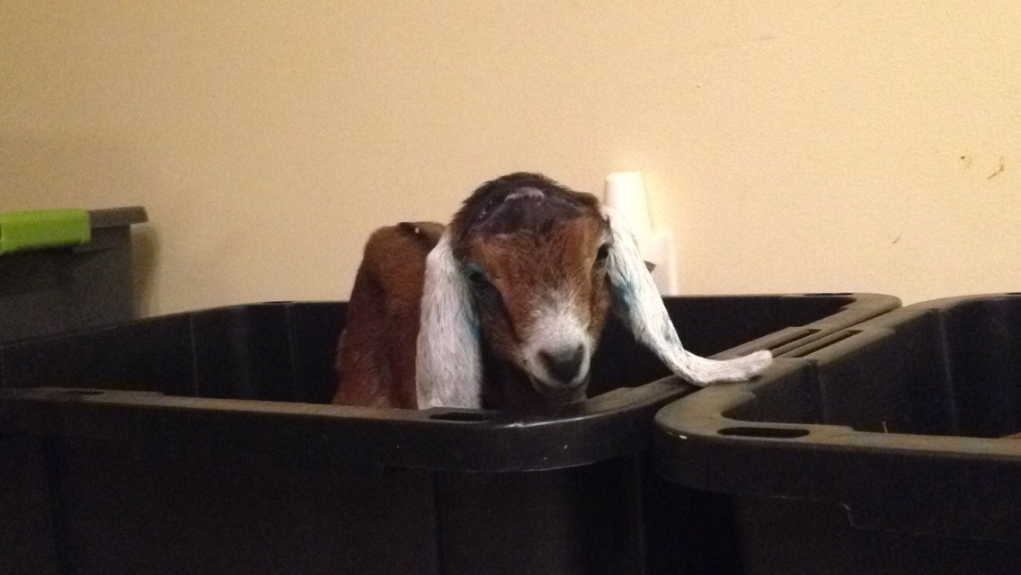 Daily Goat 3/25/2016