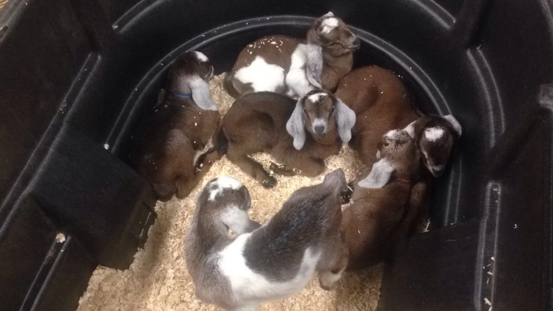 Daily Goat 3/29/2016