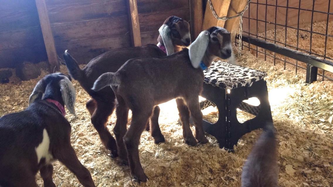 Daily Goat 3/30/2016