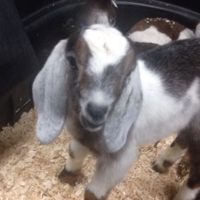 Daily Goat 3/31/2016