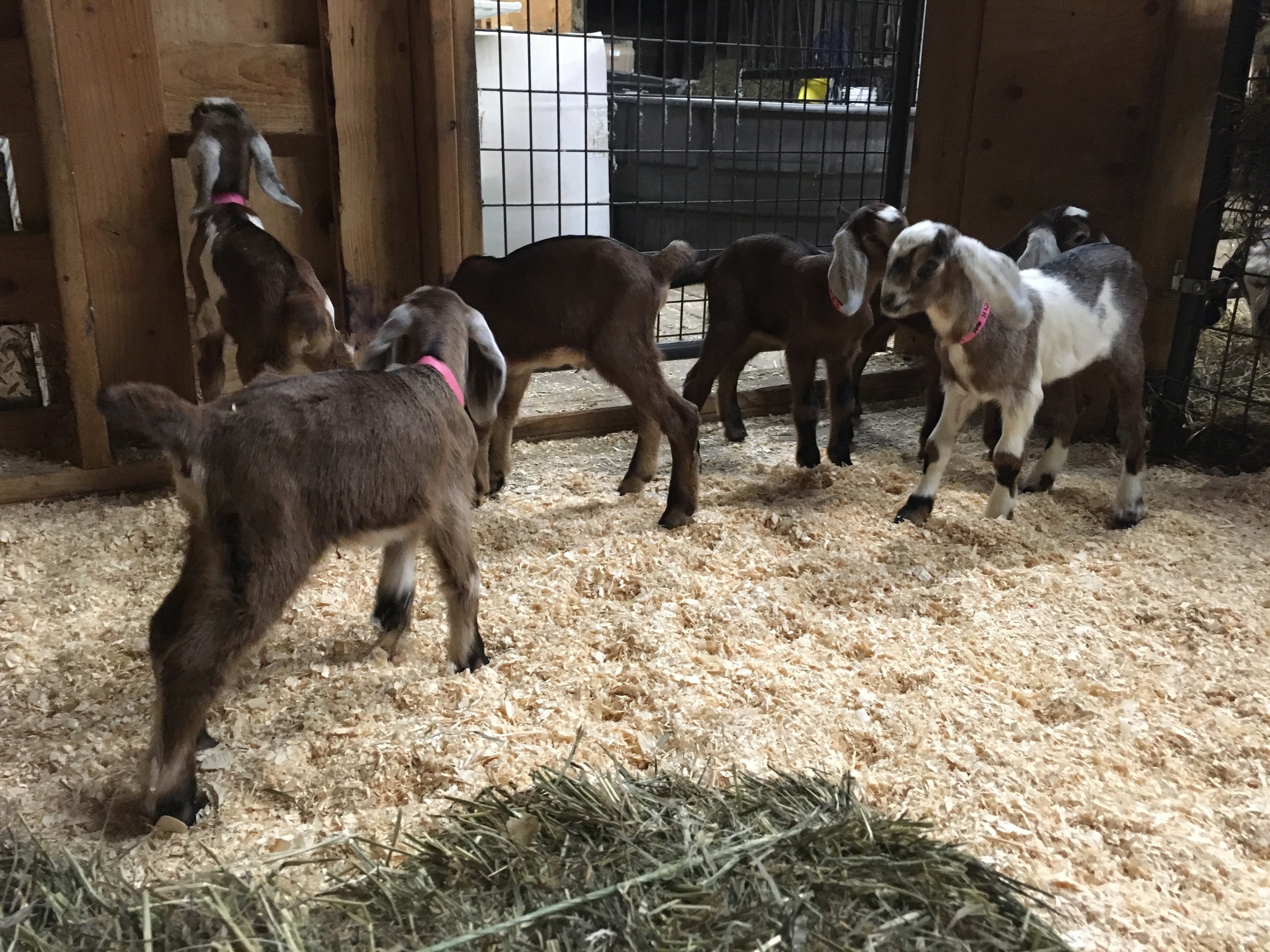 Daily Goat 4/1/2016