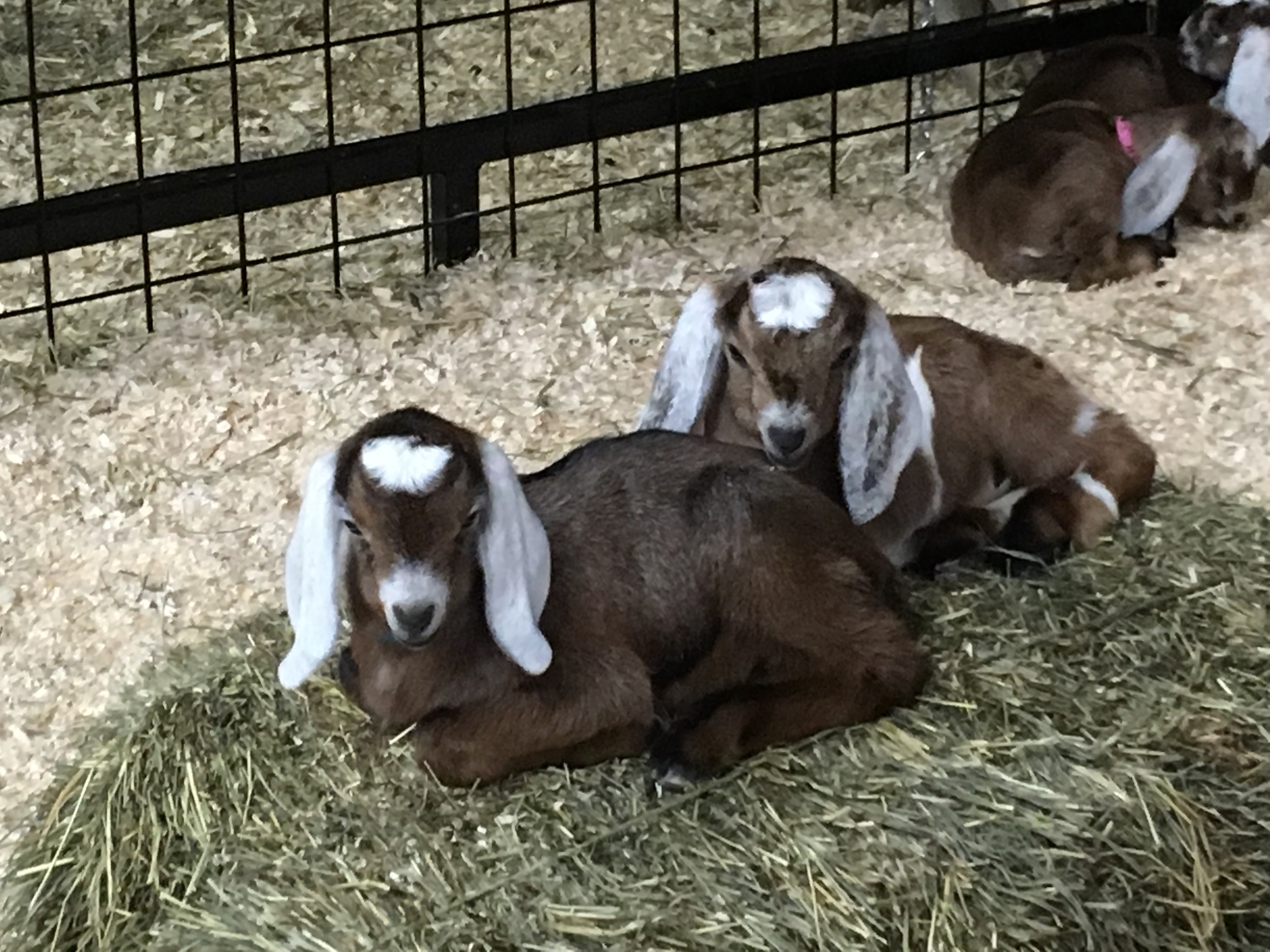Daily Goat 4/2/2016