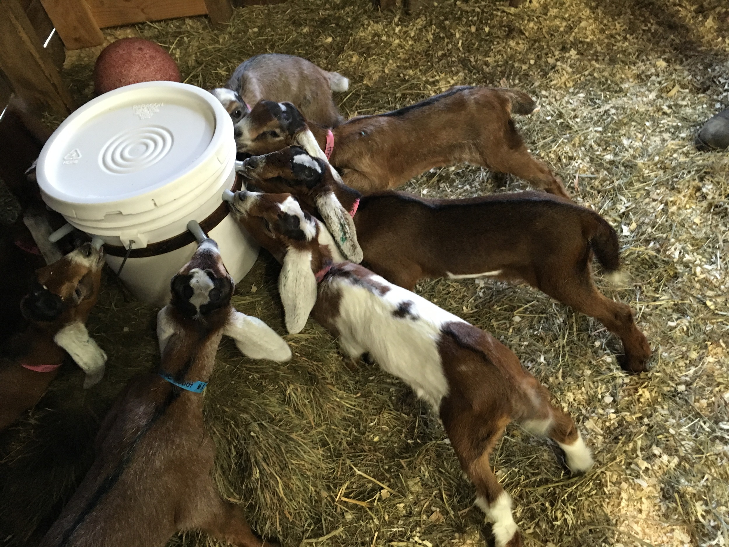 Daily Goat 4/3/2016