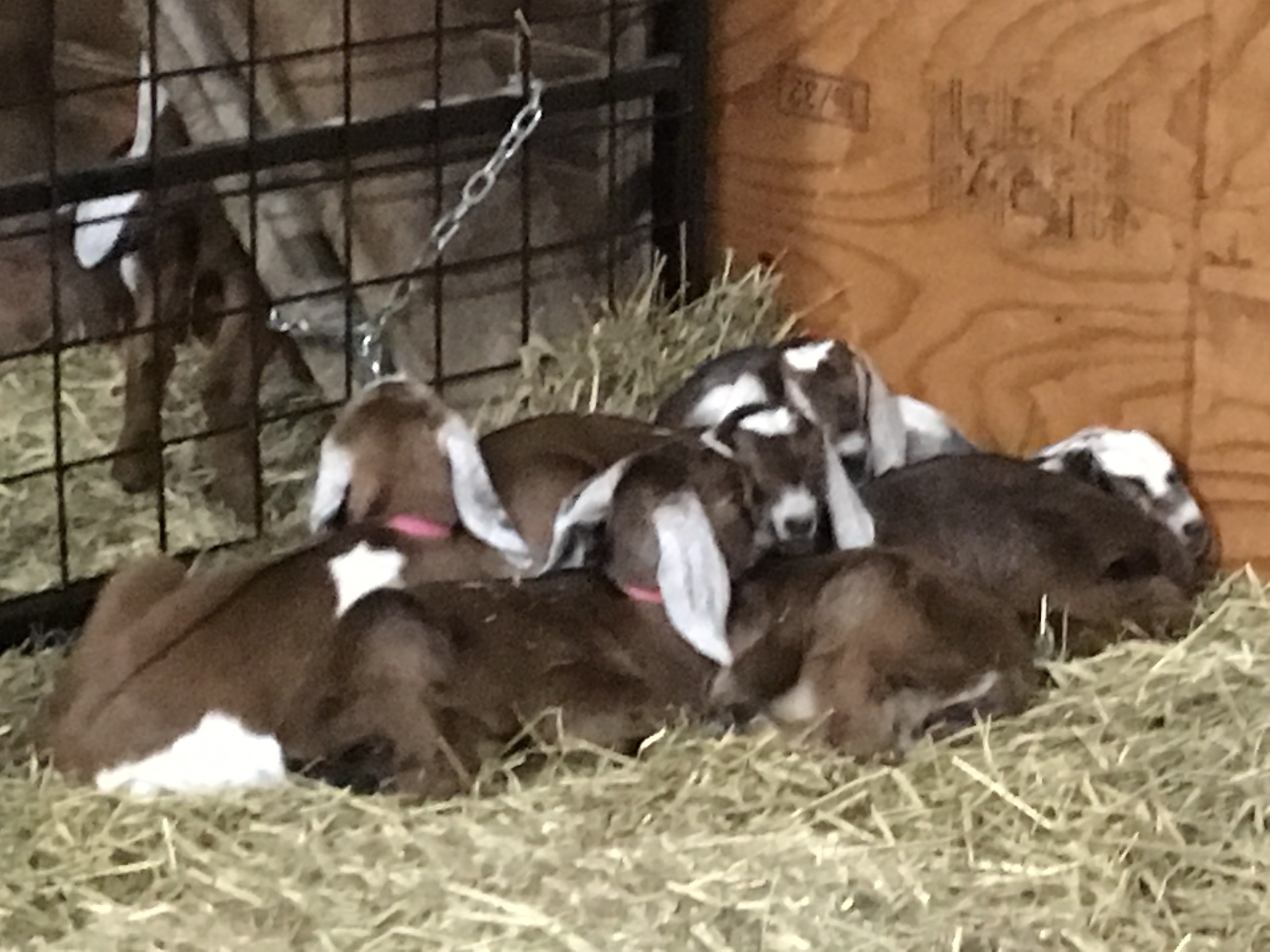 Daily Goat 4/6/2016