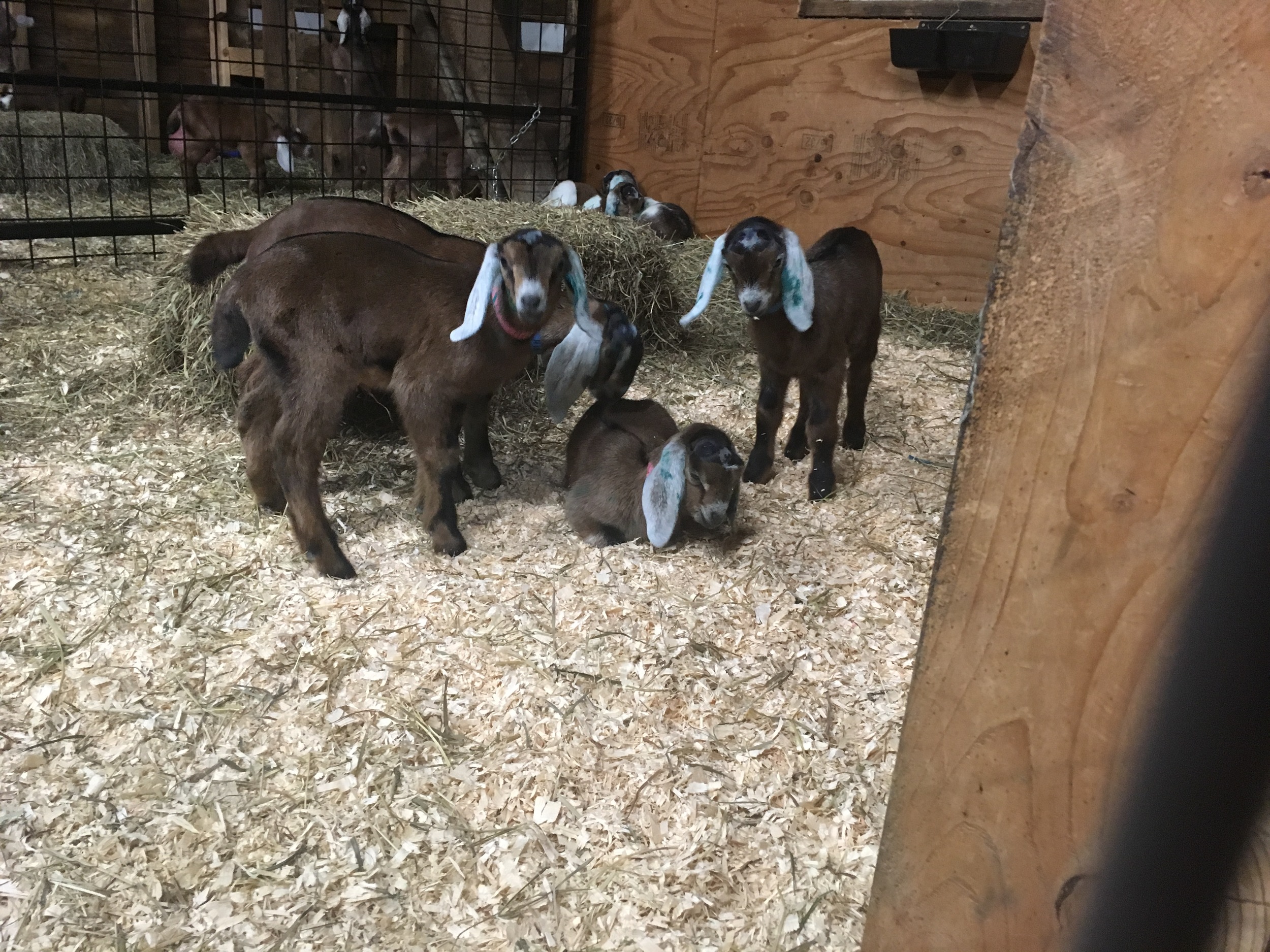 Daily Goat 4/7/2016