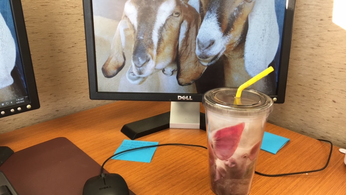 Daily Goat 4/8/2016
