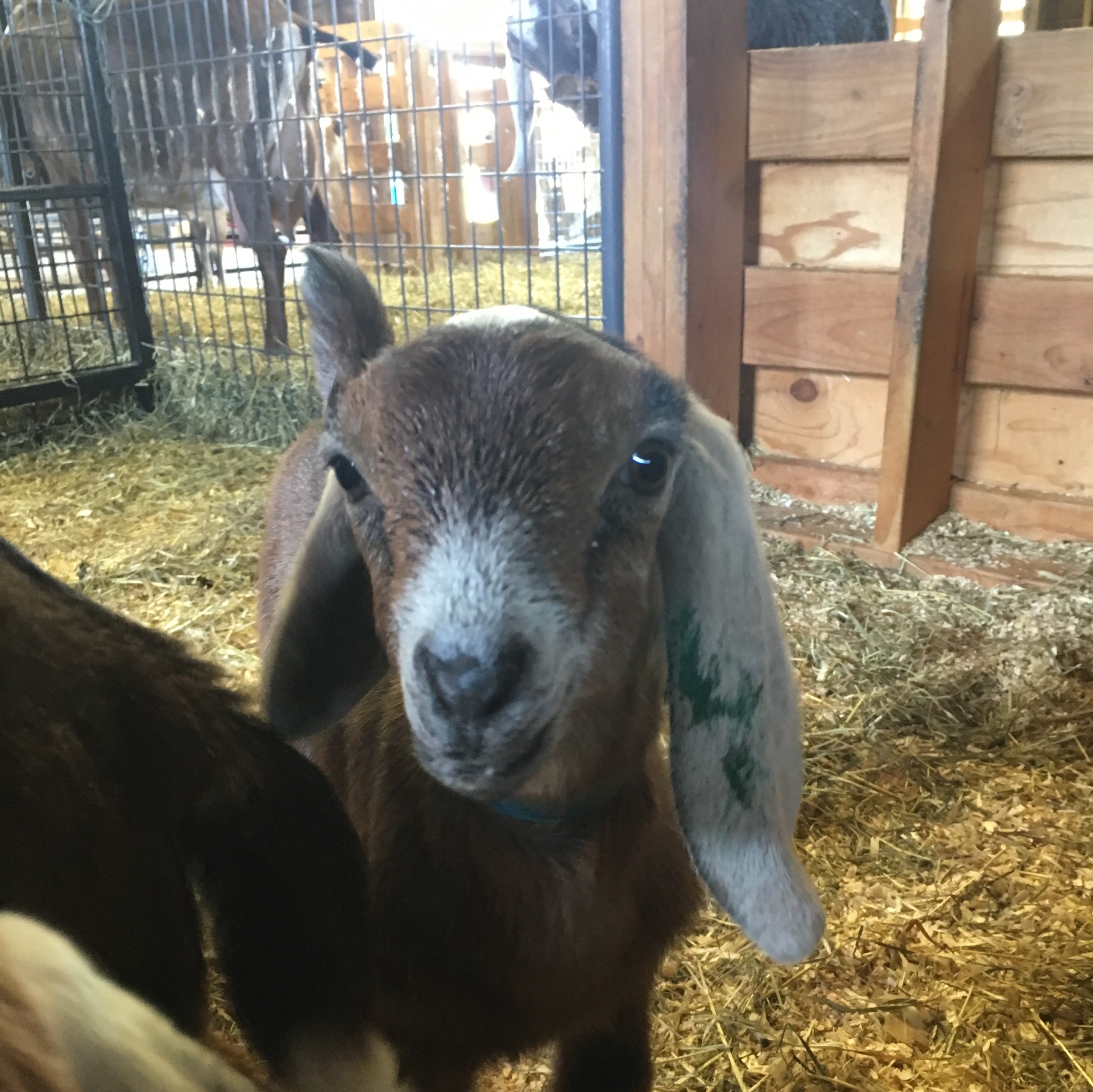 Daily Goat 4/11/2016
