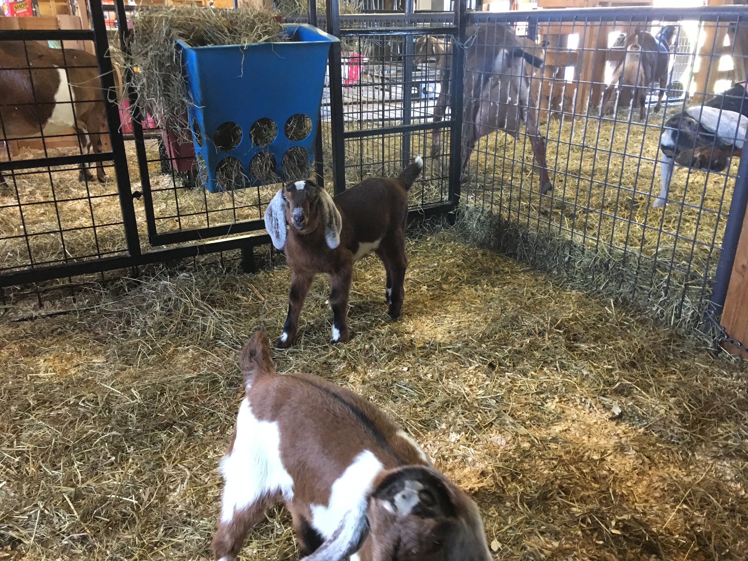 Daily Goat 4/13/2016