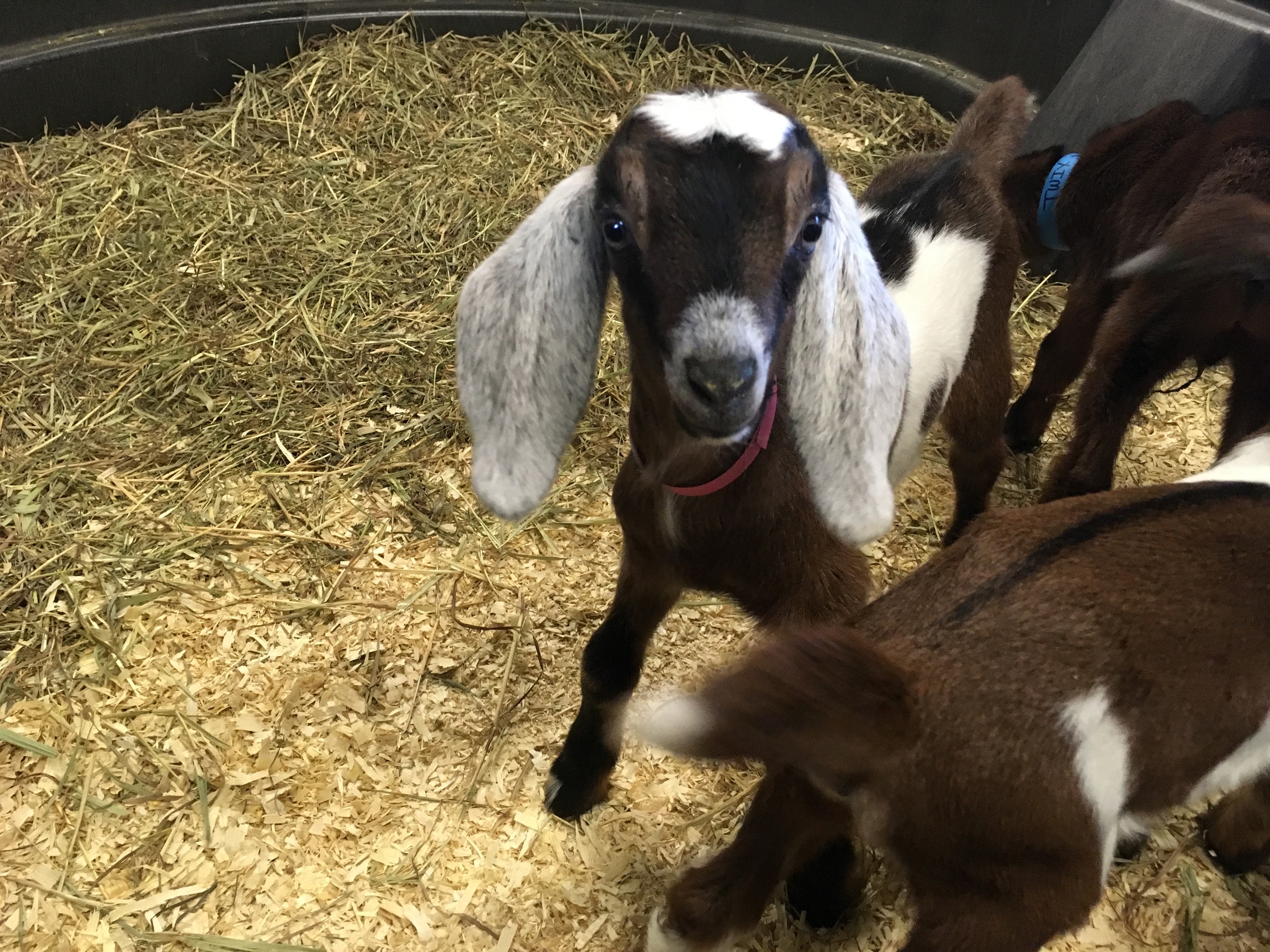 Daily Goat 4/14/2016