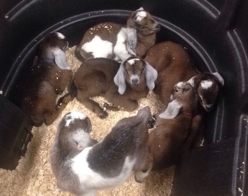 Charm is the one in the back with the large white patch on her side!