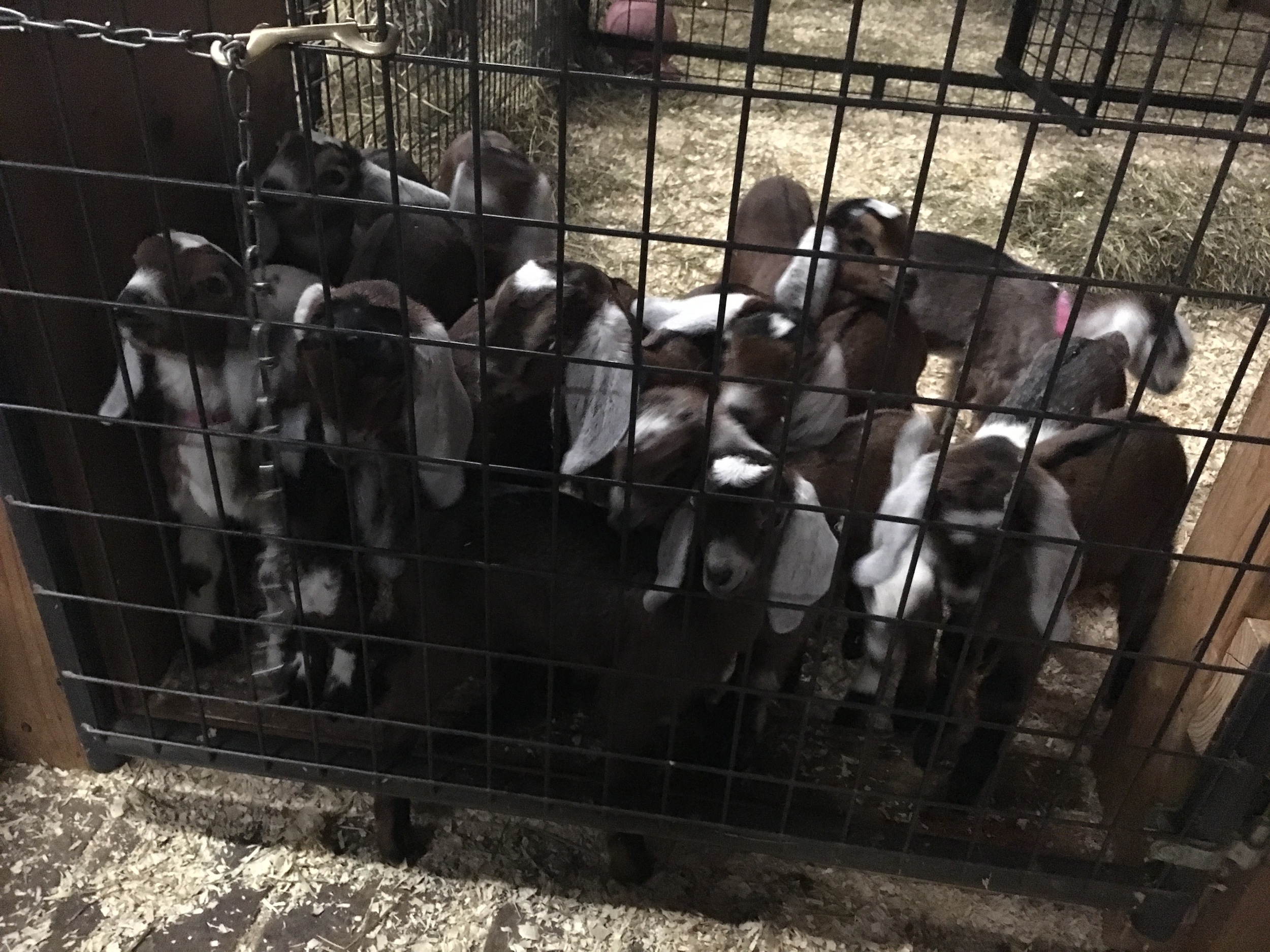 All the babies at the gate waiting "patiently" to be fed. 