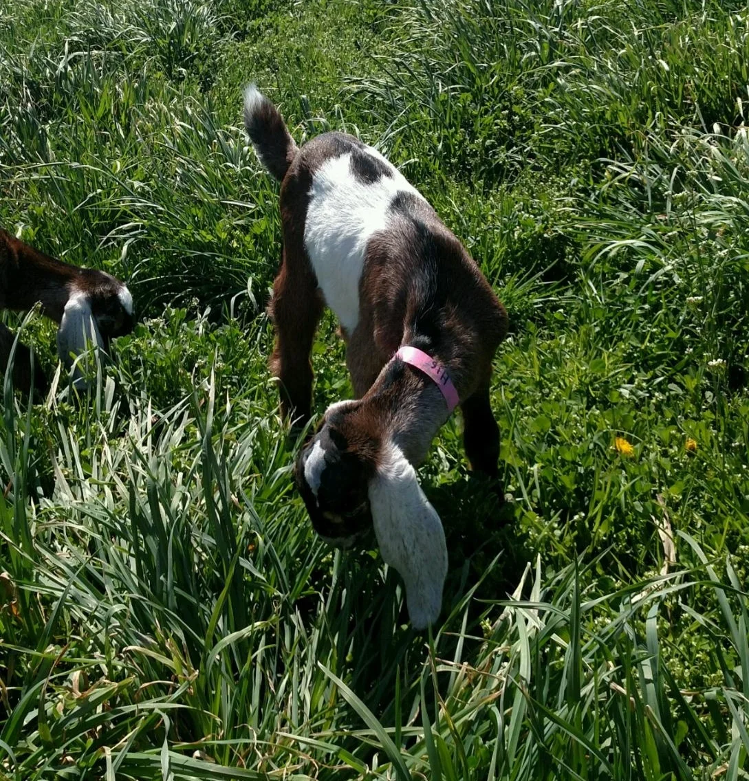 Daily Goat 5/6/2016