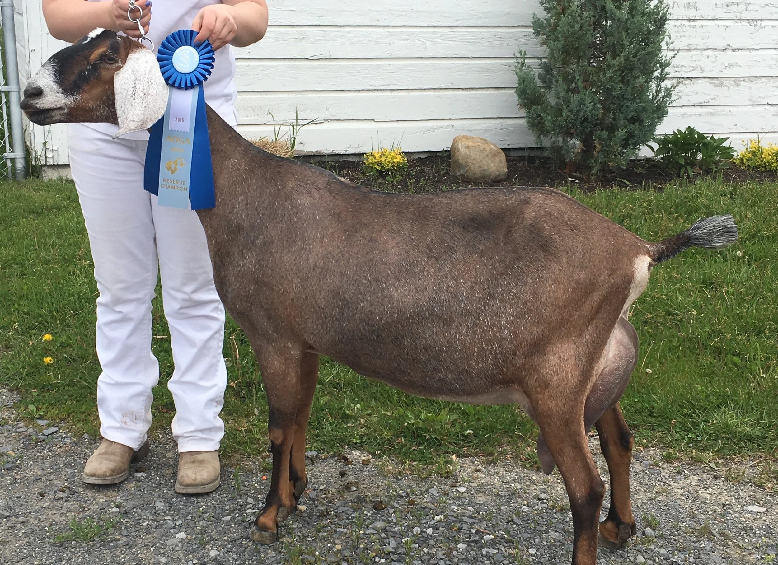 Daily Goat 6/28/2016