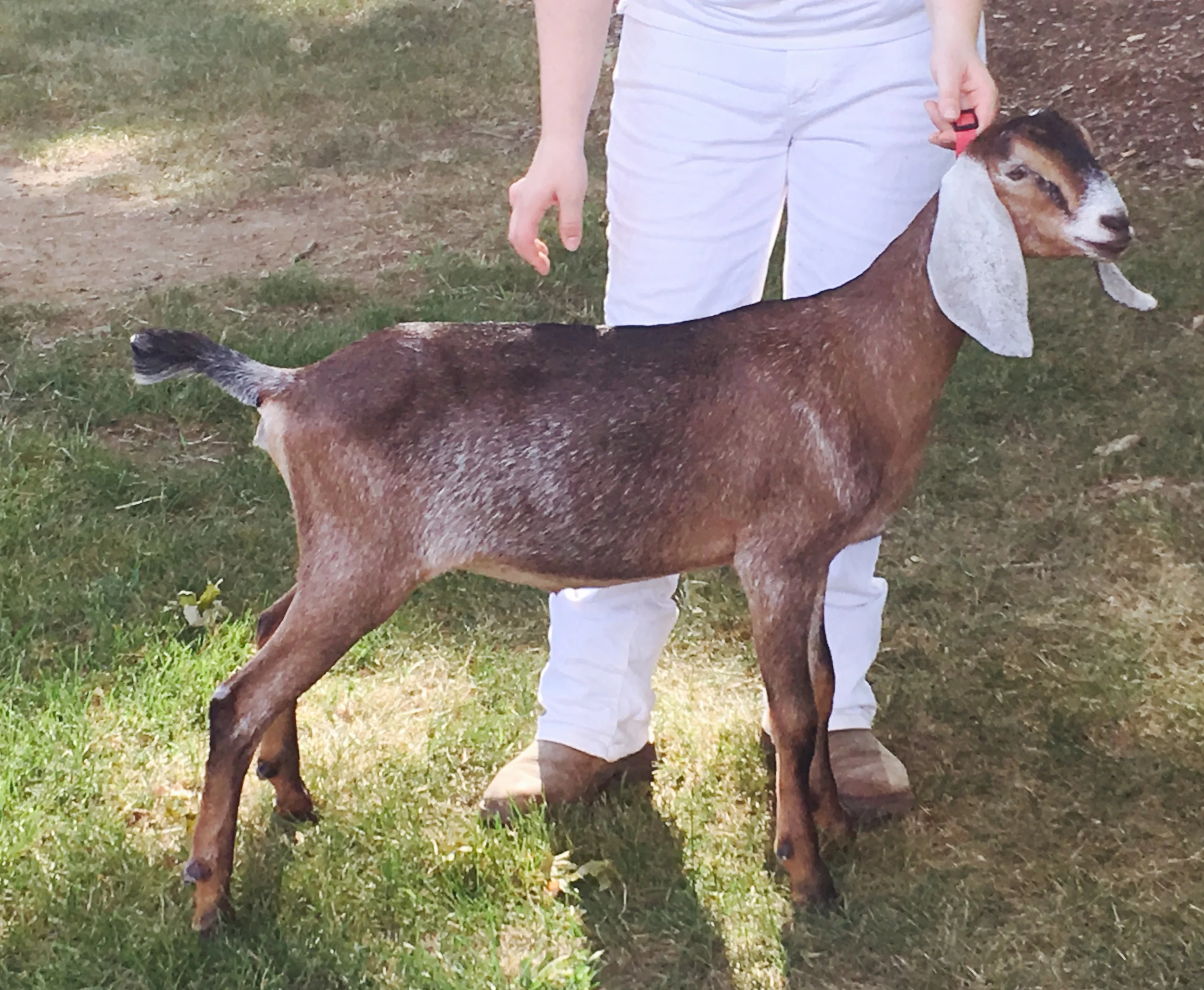 Daily Goat 8/2/2016