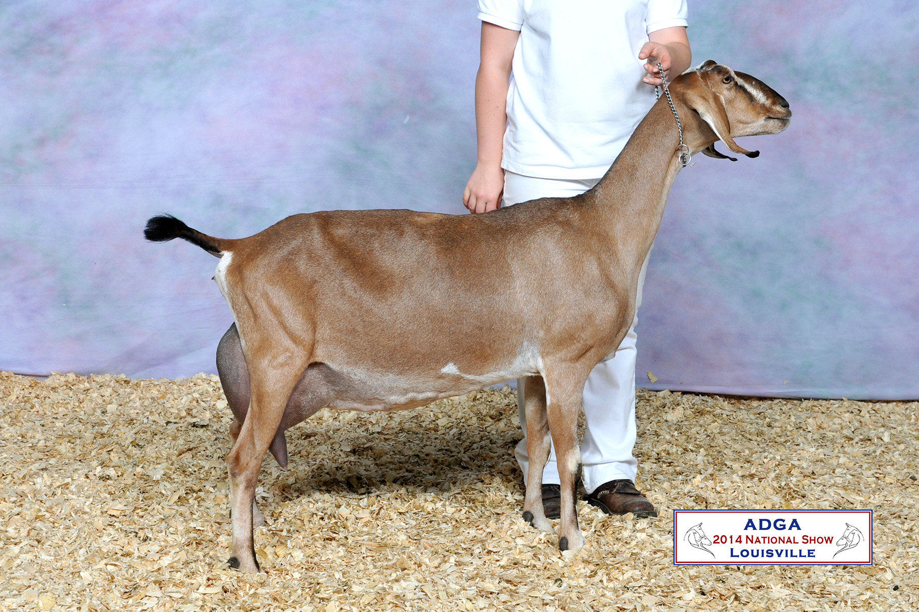 GCH AKM-Farm Carmel 1*M- 6 years old