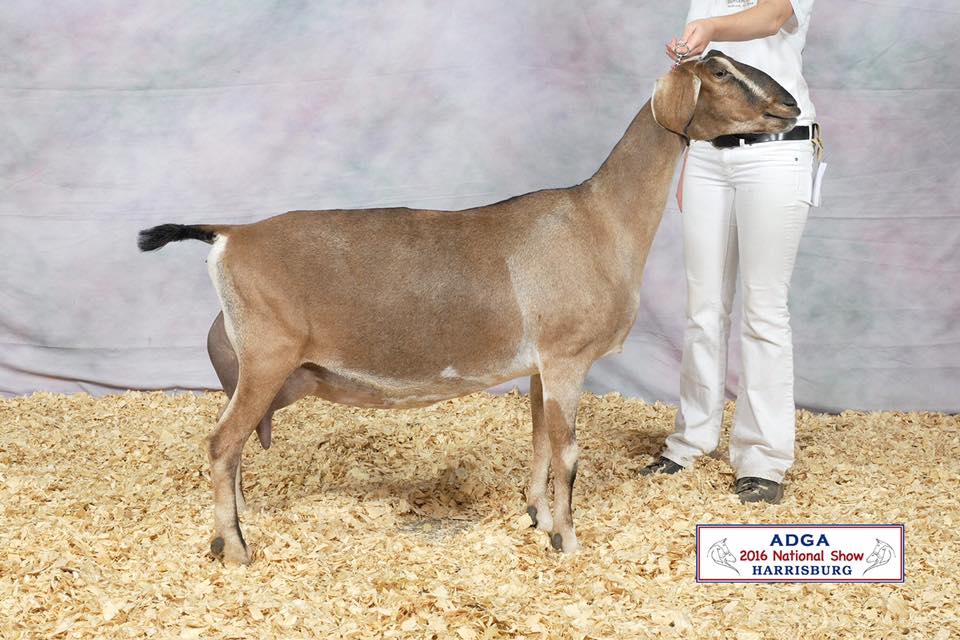 GCH AKM-Farm Carmel 1*M- 8 years old