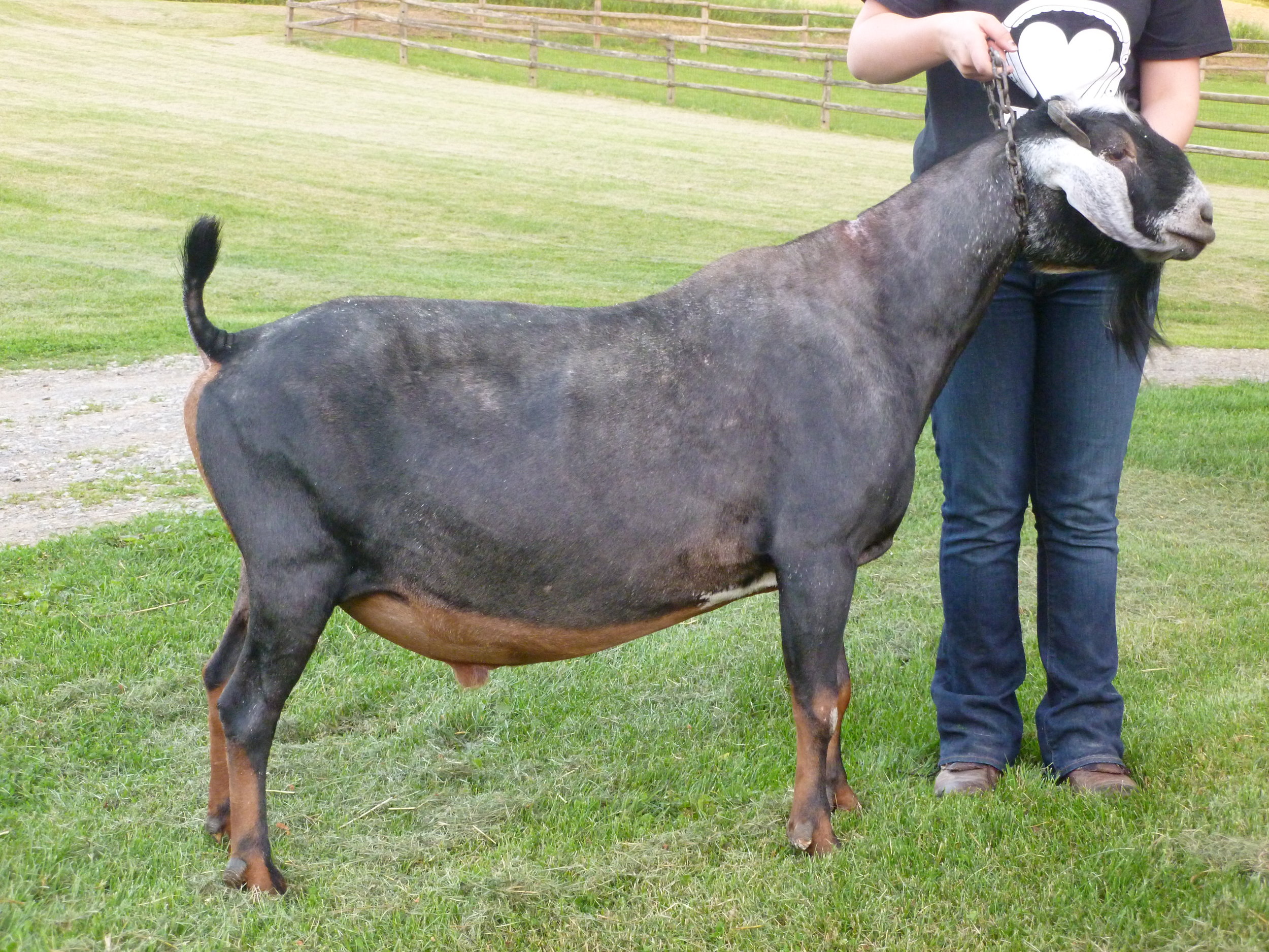 GCH Fox's Pride LFR Expresso +B- 5 years old