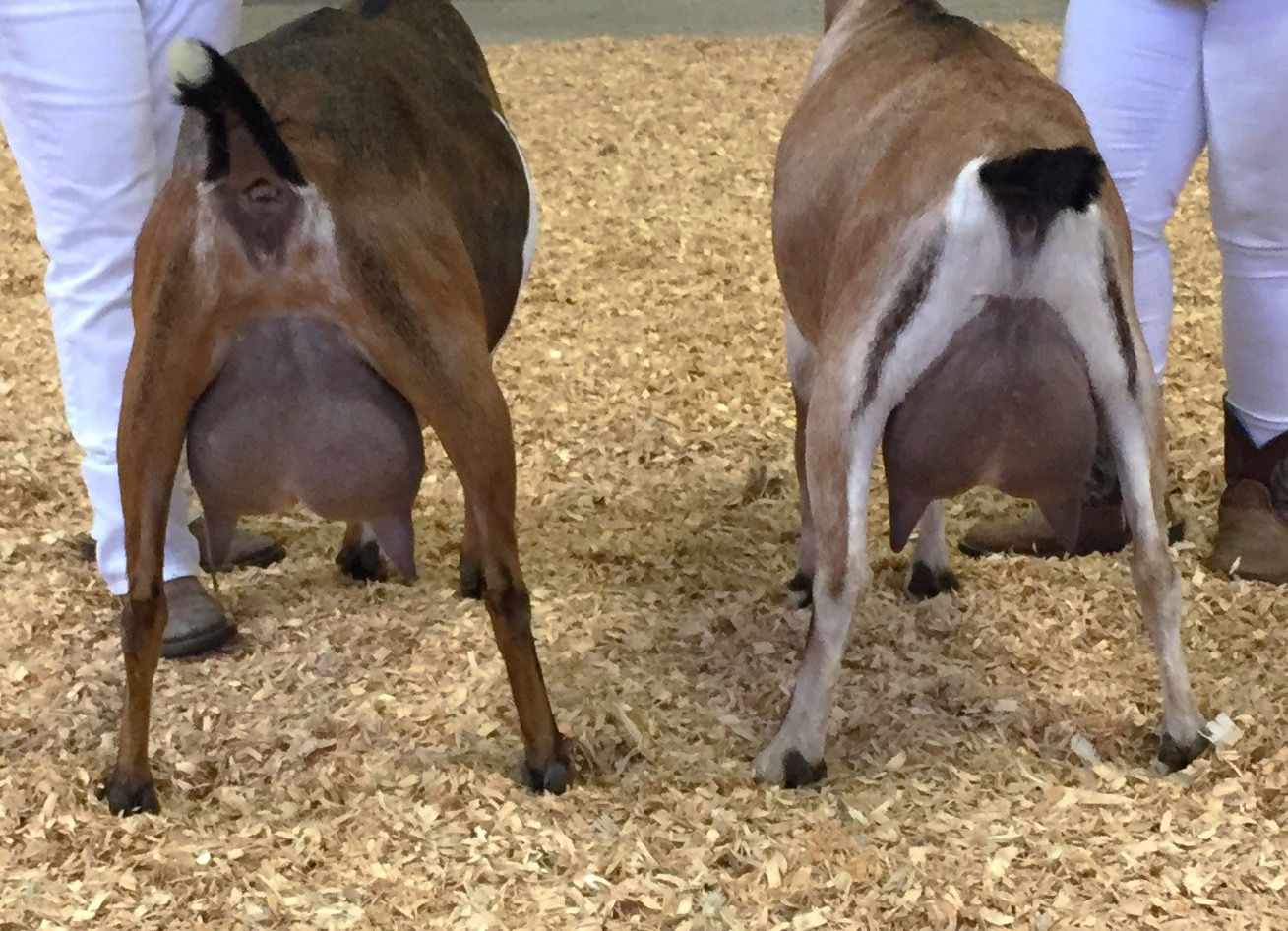 Twix and Carmel, the 6th place produce of dam at the 2016 Nationals (this photo was taken at the Big E in October)