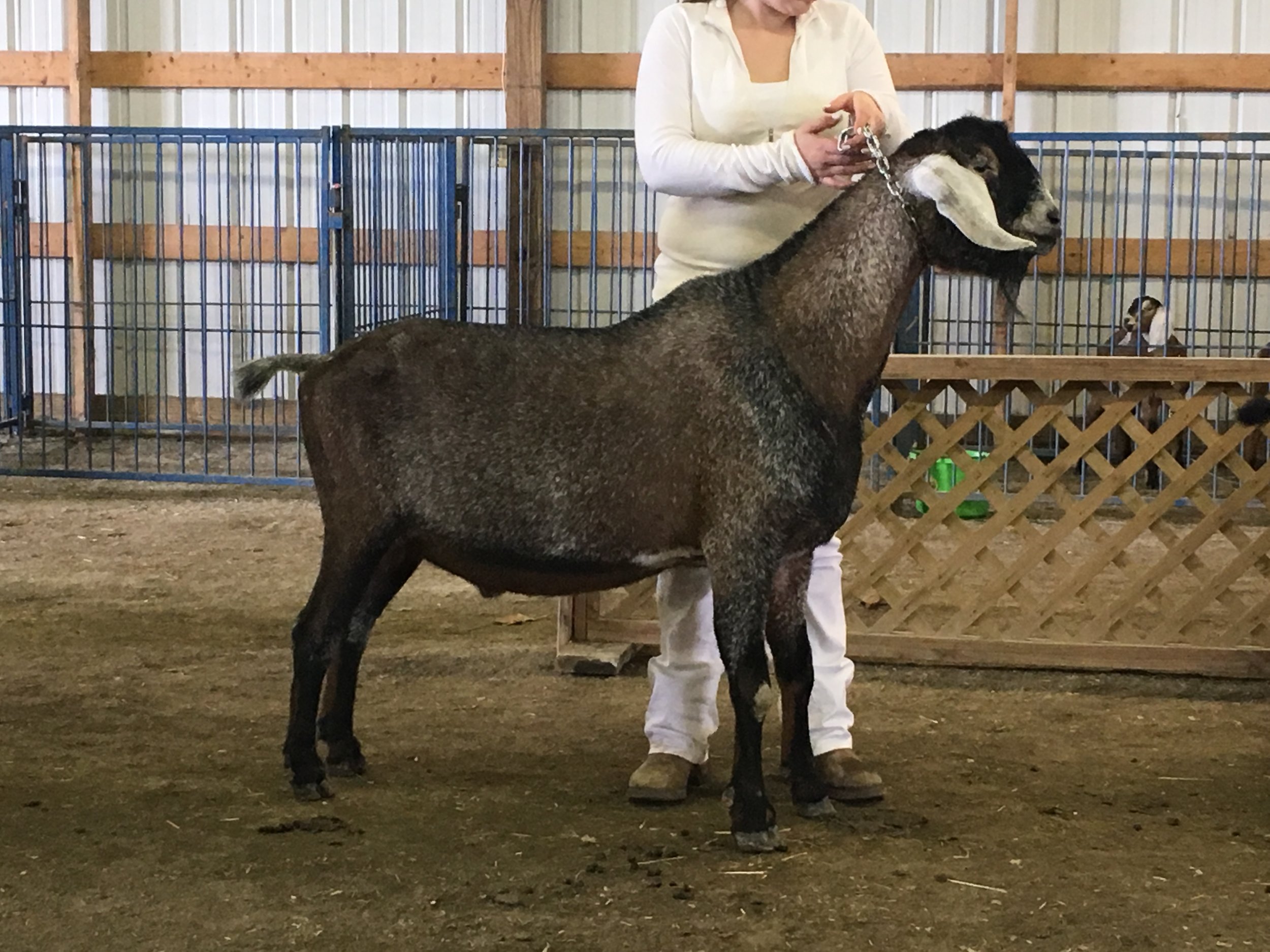 CH Risin' Creek Wen Khaos Strikes-Charm's sire