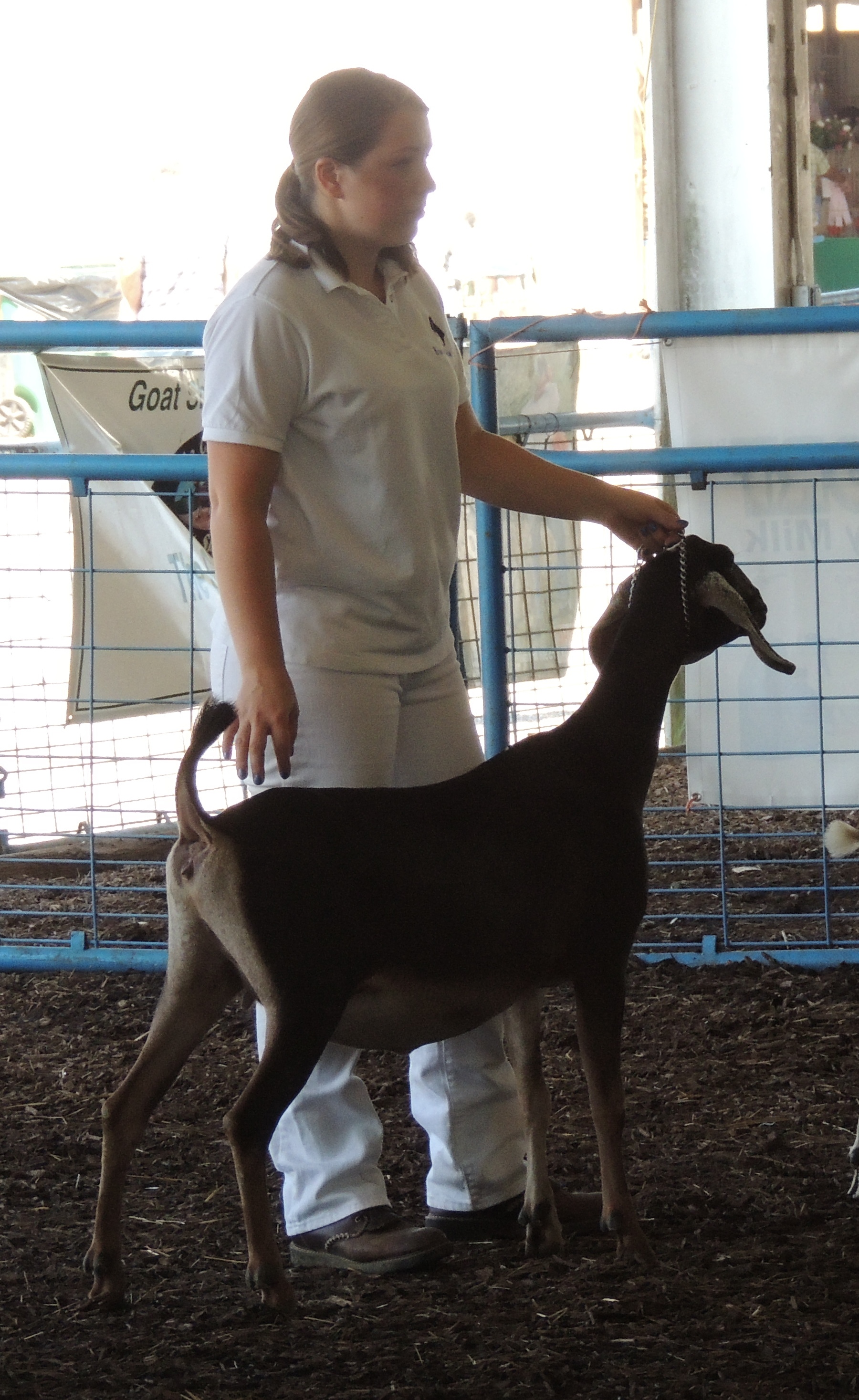 Double Shot, dry yearling