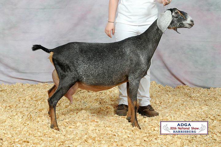 King's Rock EX Amata Isabella 3*M