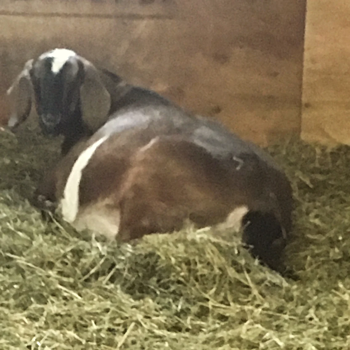 Twix, who is carrying triplets or quads!