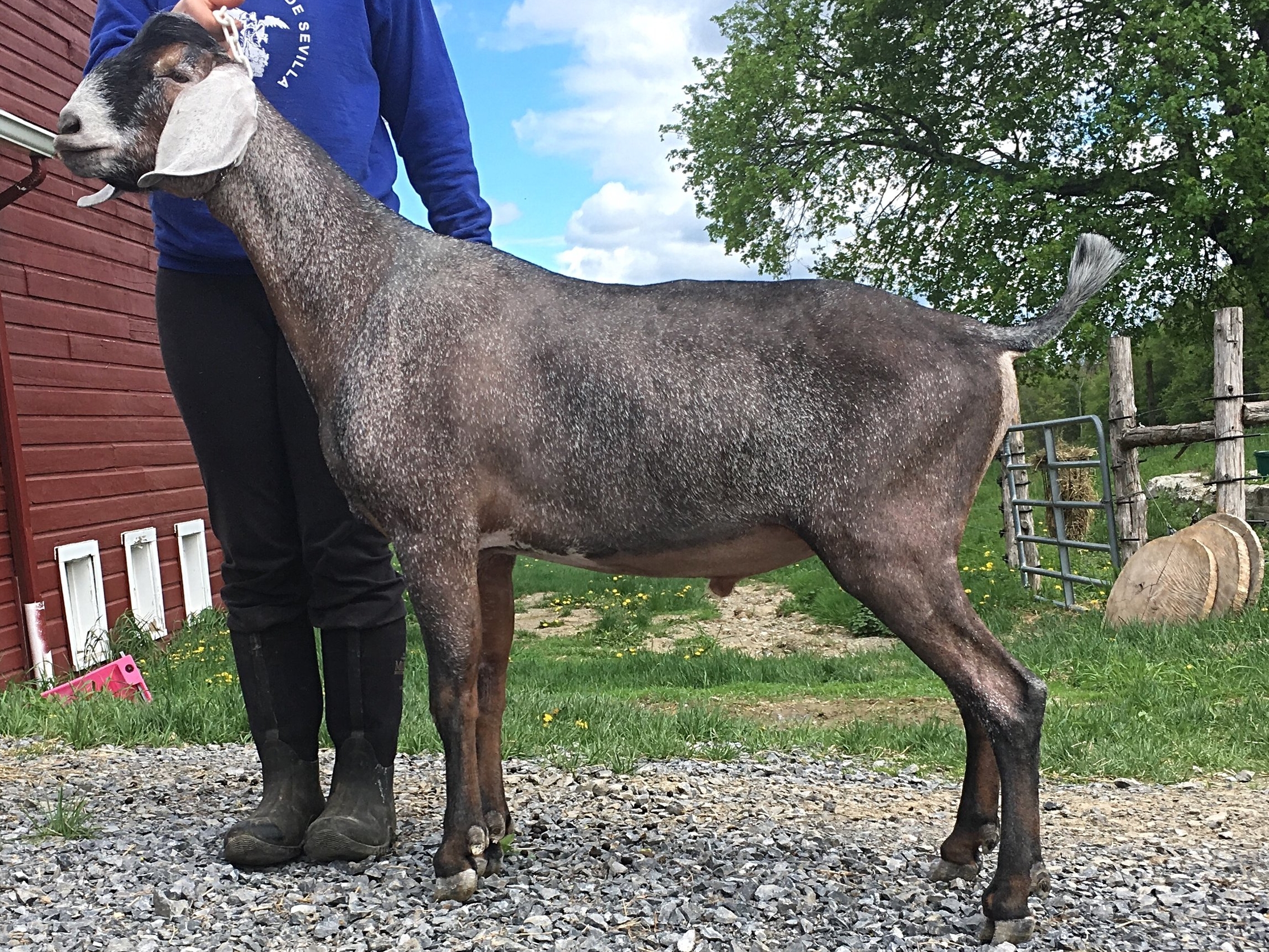 Yearling