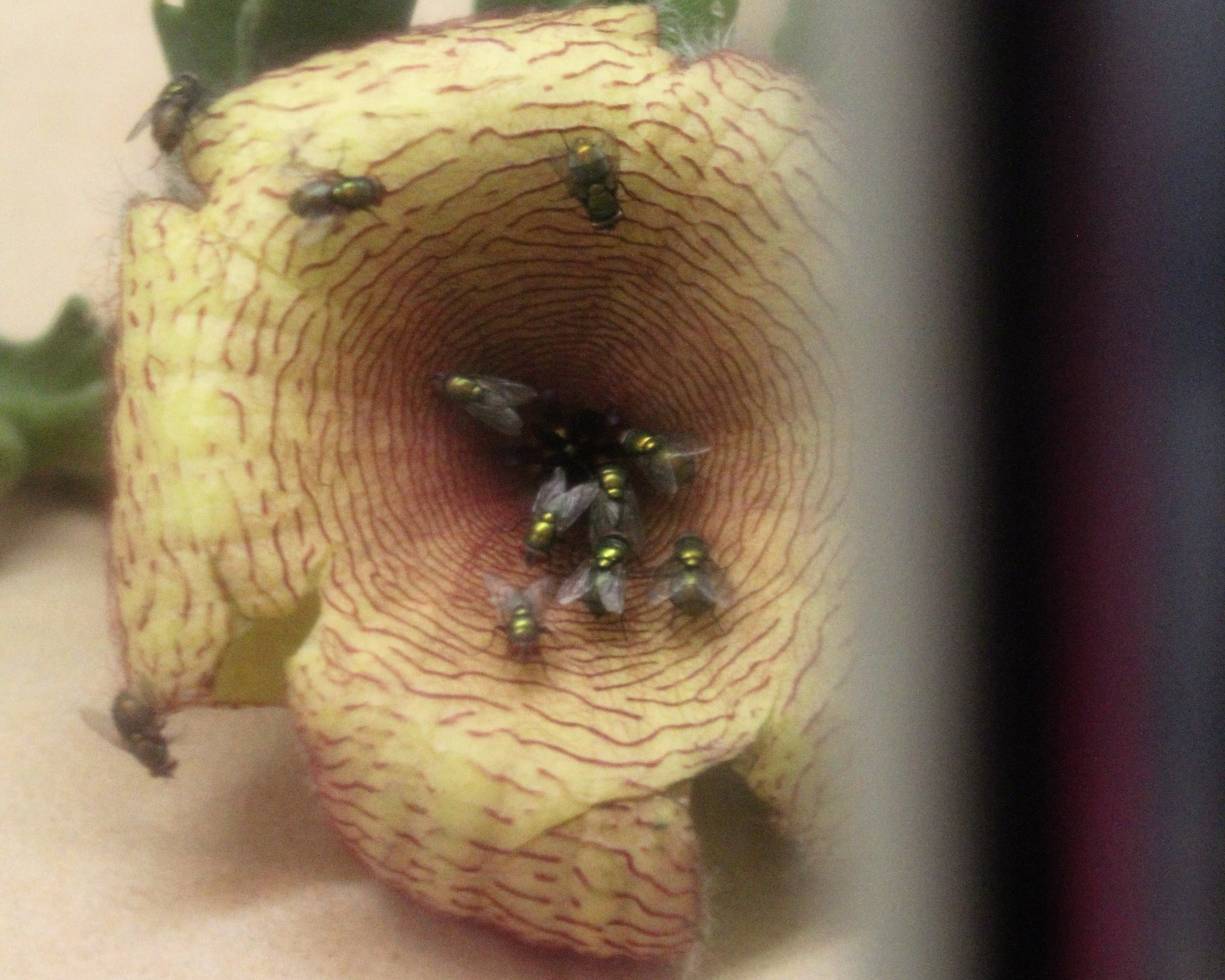 Blow flies swarming a carrion flower.JPG