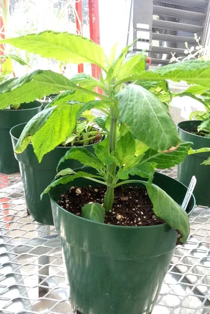   Salvia divinorum  plant from our greenhouse used for testing 