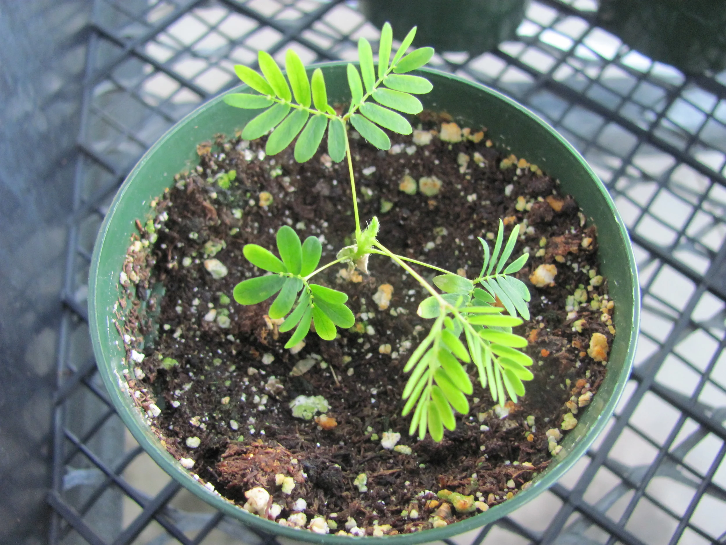   Mimosa sp.  sample in our greenhouse; some  M. spp.  are abused for their mild-altering properties 