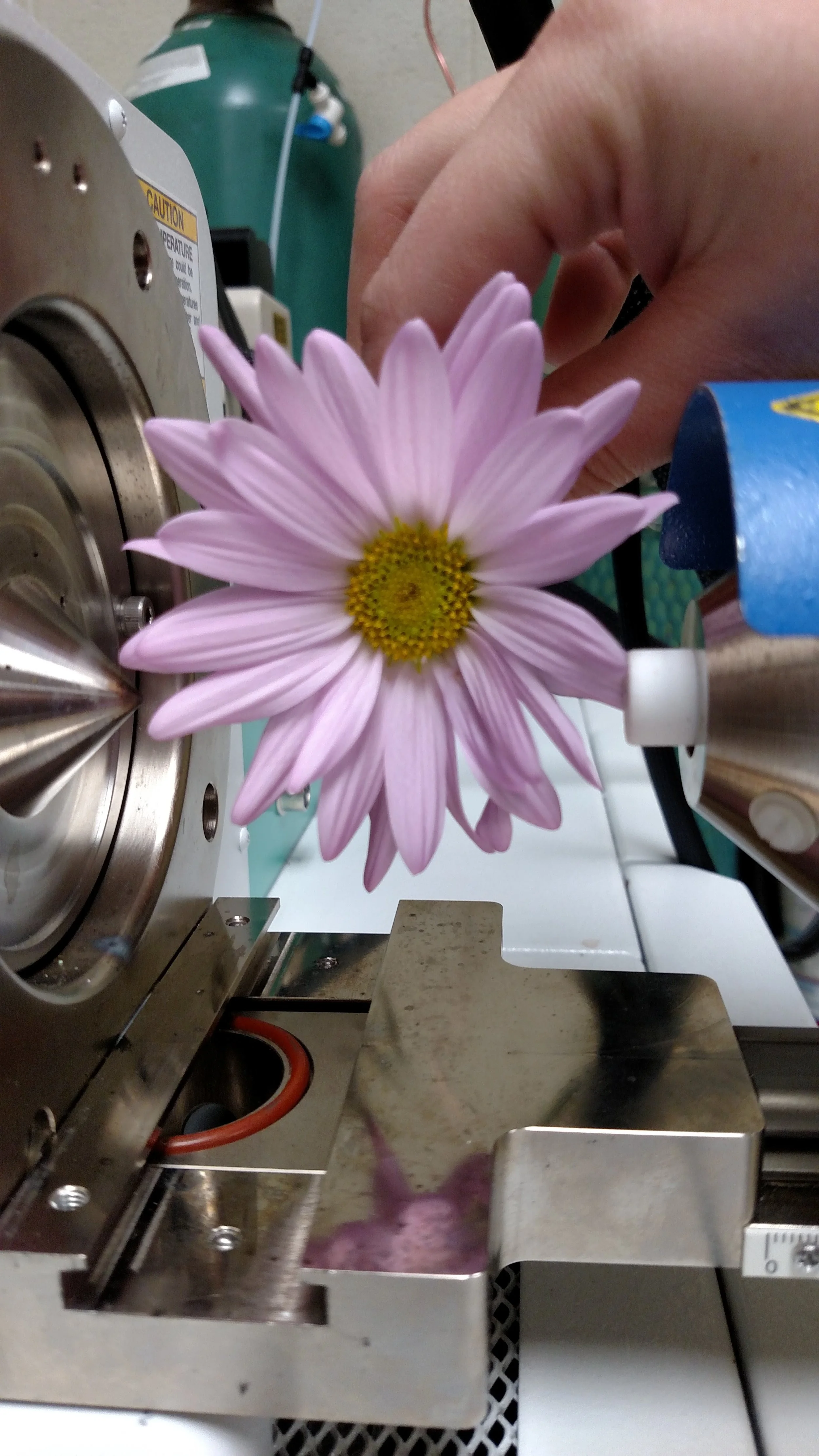  DART analysis of a whole flower; DART needs little to no sample preparation, and so is fast and easy for high-throughput analysis 
