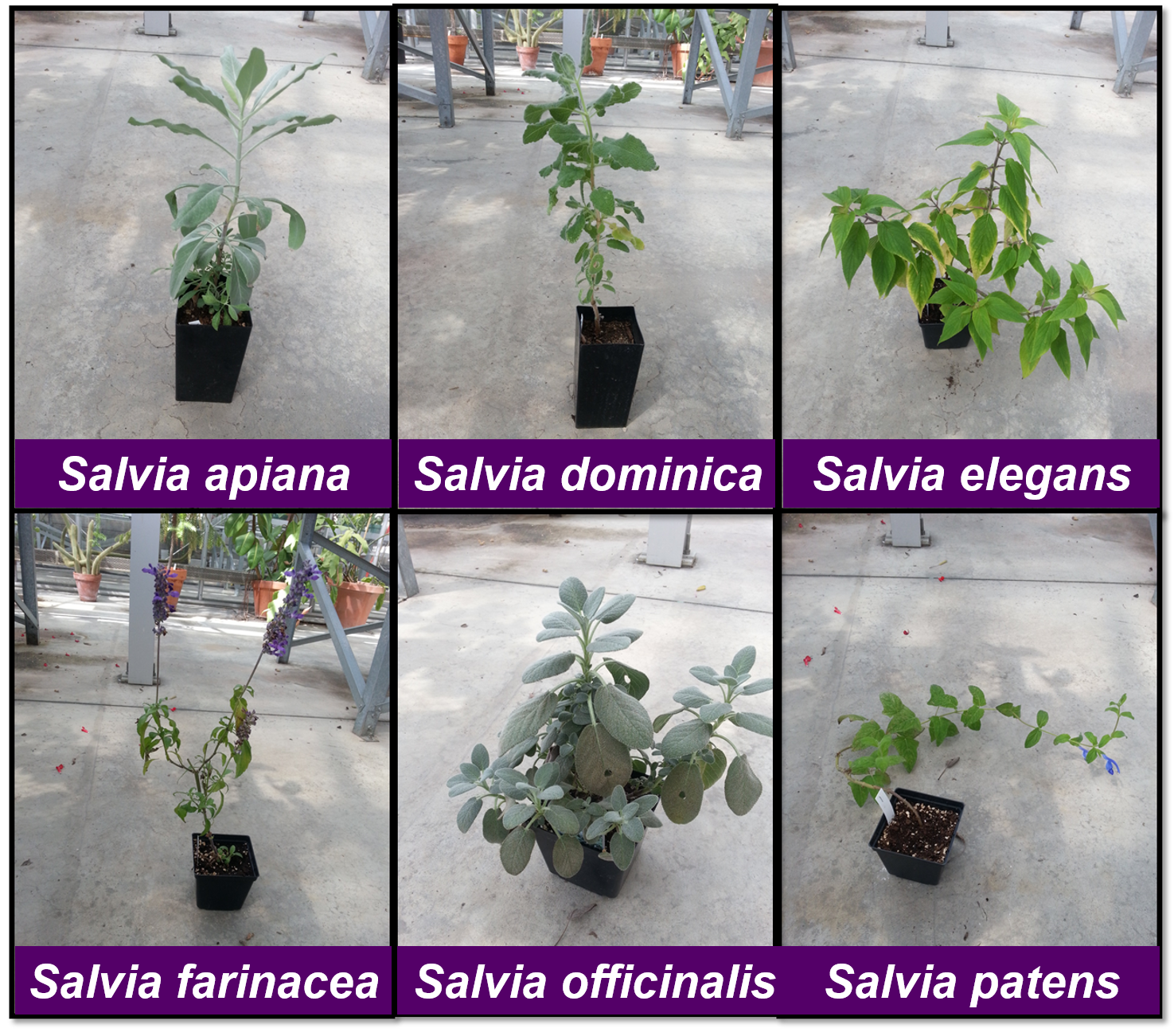  Visual comparison of different  Salvia  species; only some are psychoactive 