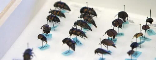 Innovation+Hall+Beetles[2].jpg
