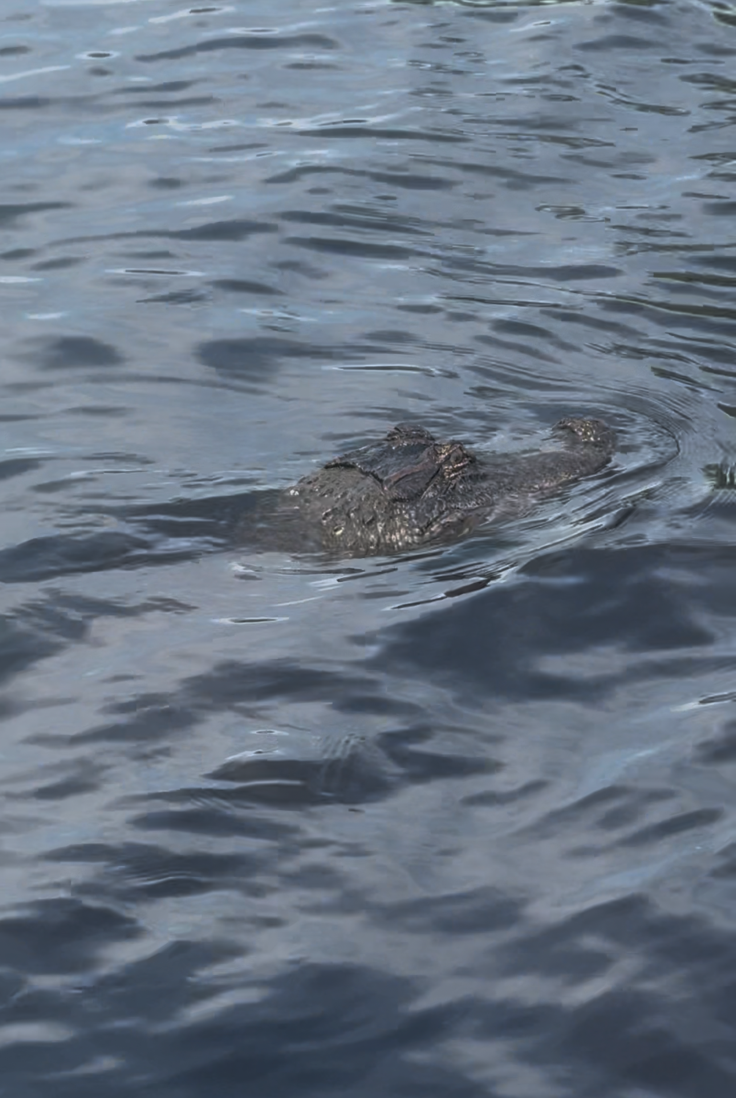 Gator 1.png